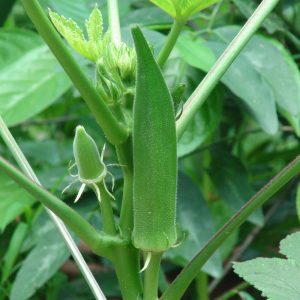 Ladyfinger