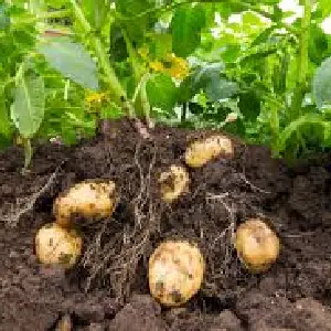 potato
